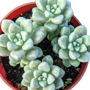 Overhead view of pale green, plump-leafed succulent rosettes in a terracotta pot.