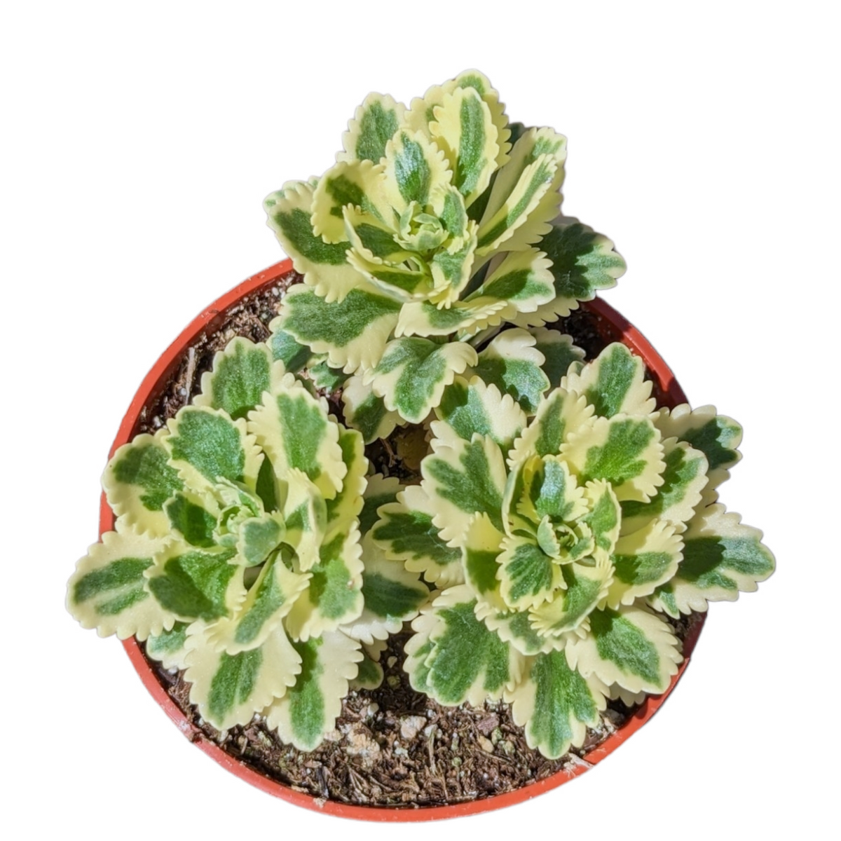 6