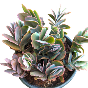 Succulent plant with blue-green scalloped leaves edged in pink, planted in a pot.