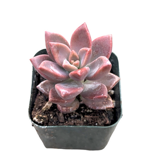 A rosetted, pinkish-purple succulent planted in a small, square black nursery pot against a white background.