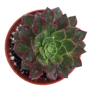 Top-down view of a rosette succulent with green leaves edged in deep red, planted in a small red pot.