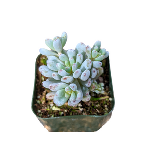 Pachyphytum succulent with plump, pale blue-green leaves tipped in pink in a green pot against a white background.