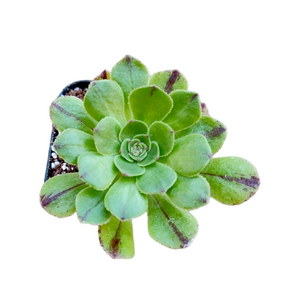 Top-down view of a green succulent rosette with dark reddish-brown markings on leaves, planted in a pot.