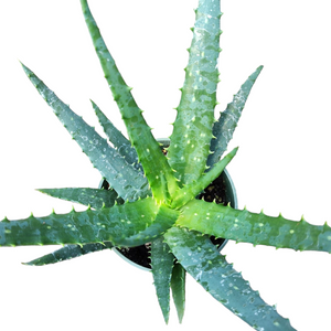 Top-down view of an aloe vera plant with spiky, green, white-spotted leaves in a small pot on a white background.