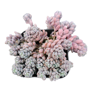 Top-down view of a pink and pale green Pachyphytum succulent in a square black pot against a white background.