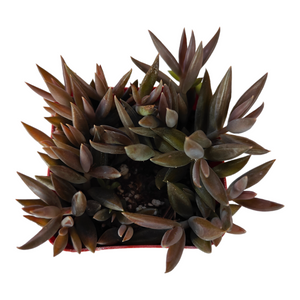 Top-down view of a small succulent with dense, pointed, bronze-brown leaves in a red pot on a white background.