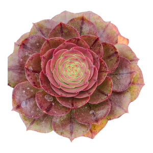 Top-down view of a rosette succulent with overlapping leaves in shades of deep red, purple, and green.