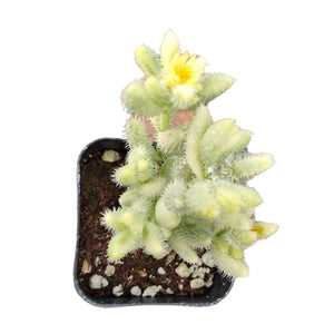 Top-down view of a light green pickle plant succulent with fuzzy white spines, featuring a yellow flower in a pot.