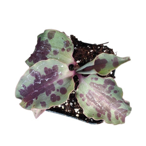 Overhead view of a small houseplant with wavy, light green leaves featuring dark purple splotches, in a pot.