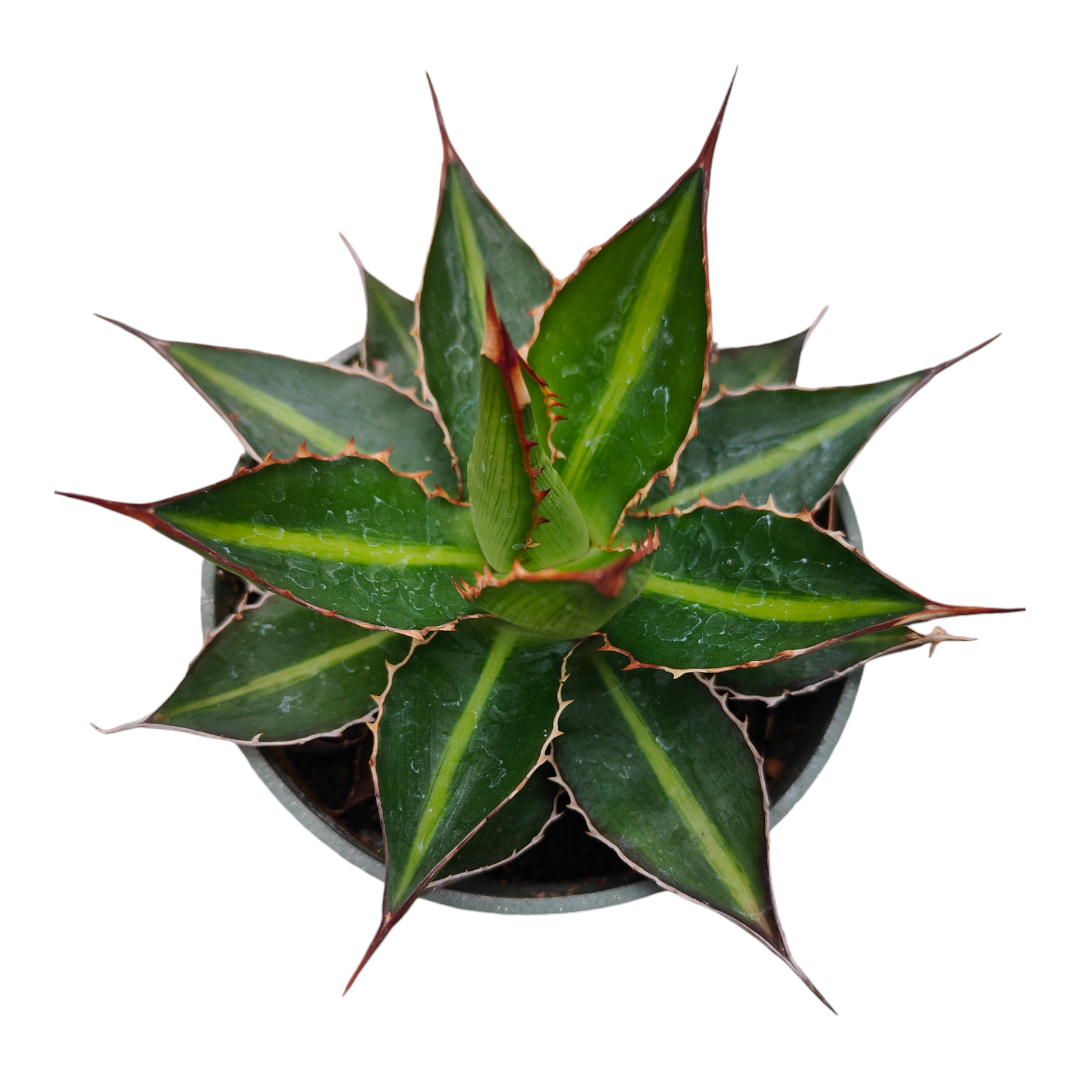 5