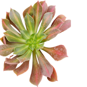 Top-down view of a rosette succulent with green and pink-tipped pointed leaves.