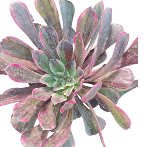 Top-down view of a rosette succulent with green leaves, pink margins, and white spots.