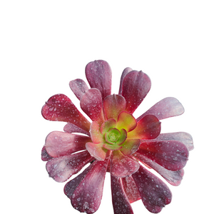 Top-down view of a dark red and green succulent with mottled, spoon-shaped leaves on a white background.