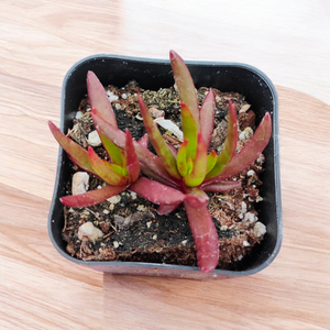 Crassula campfire succulent in a black square pot on a wooden surface.