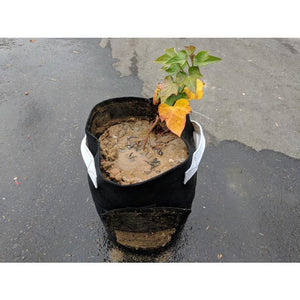 Black fabric potato grow bag with white handles and a harvest flap, containing a muddy plant on a wet surface.