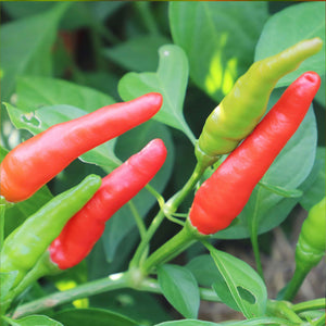Rooster Spur Pepper Seeds