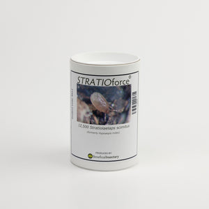 Stratiolaelaps scimitus (formerly Hypoaspis miles) – Soil Mite Predator for Fungus Gnats and Thrips Pupae