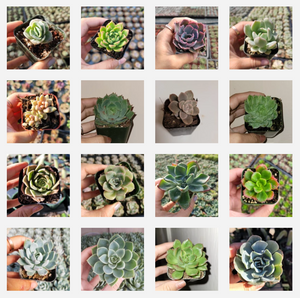 Sixteen square thumbnail images of various potted succulent plants held in hands.