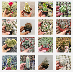 Grid of 16 small potted cacti varieties held by hand in a greenhouse setting.