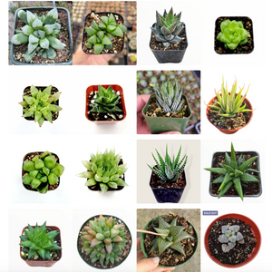 A grid of sixteen small potted succulent plants with various green, white, and purple leaves.