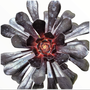 Top-down view of a dark purple succulent with spoon-shaped leaves radiating from a bright red and yellow center.