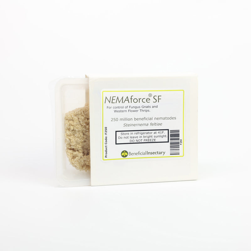 NEMAforce SF beneficial nematode pack in a white square box with a tan, textured substance visible on the side