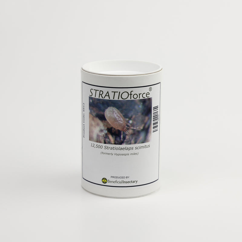 Canister of Stratiolaelaps scimitus soil-dwelling predatory mites for fungus gnat control