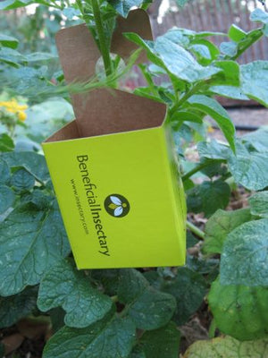 Bright green cardboard insect release box hanging from a plant stem for distributing beneficial garden insects.
