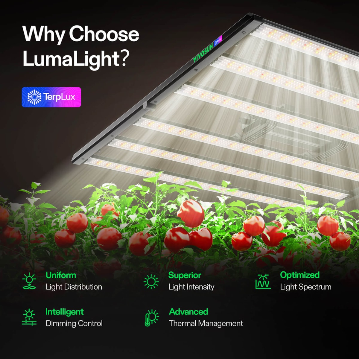 LED grow light fixture suspended above lush green tomato plants with ripe red fruits, emitting bright white light.