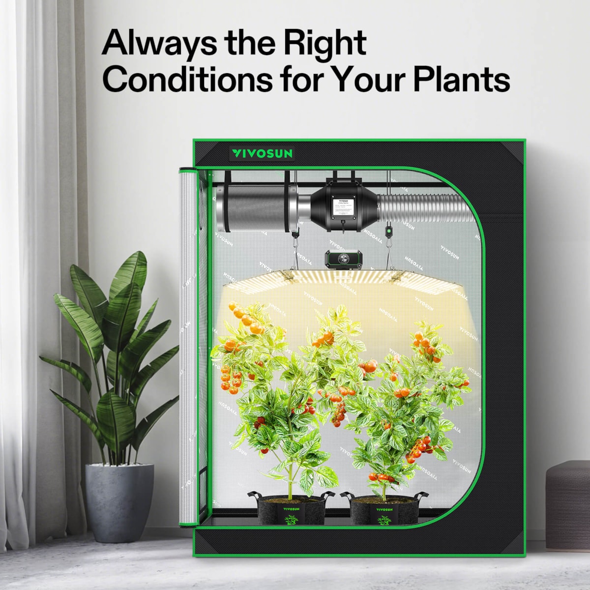 Black grow tent with green trim, interior grow light, ventilation system, and two potted tomato plants.