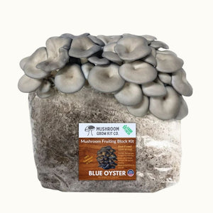 Blue Oyster Mushroom Grow Kit Fruiting Block - 5 LBS