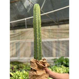 Cactus Echinopsis Pachanoi - 2FT