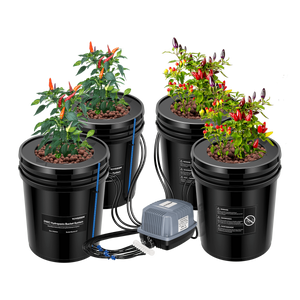 Four black DWC hydroponic buckets with clay pebbles, growing pepper plants, connected to an air pump.