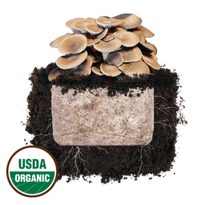 Cluster of brown mushrooms growing from a substrate block in soil with visible white mycelium and a USDA Organic seal.