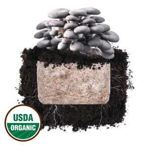 Cluster of grey oyster mushrooms growing from a substrate block in soil, with a USDA Organic seal.