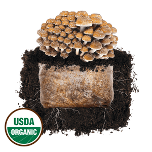Cluster of brown mushrooms growing from a substrate block in soil with visible mycelium and a USDA Organic seal.