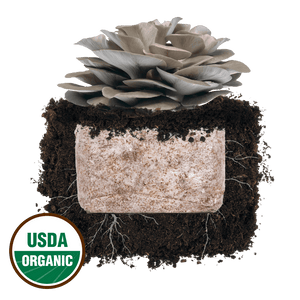 Gray oyster mushroom cluster growing from a soil block with visible white mycelium and a USDA Organic seal.