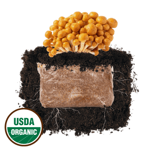 Cluster of golden mushrooms growing from a substrate block in soil, with a USDA Organic seal.