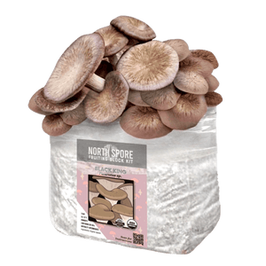 A North Spore fruiting block kit with a cluster of brownish mushrooms growing from the top.
