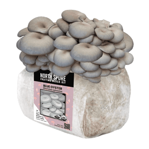 Cluster of grey blue oyster mushrooms growing from a white fruiting block kit with a pink label.