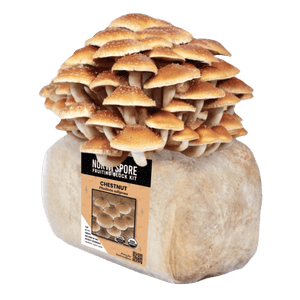 A mushroom fruiting block kit with a large cluster of brown chestnut mushrooms sprouting from the top.