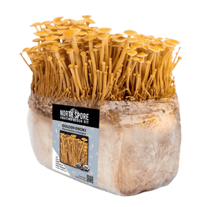 North Spore Golden Enoki fruiting block kit with dense cluster of tall, thin golden mushrooms.
