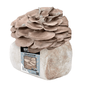 Cluster of light brown Italian oyster mushrooms growing from a white substrate block with label.