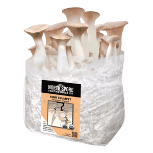 King trumpet mushroom fruiting block kit with white stems, brown caps, and a label on a clear bag.