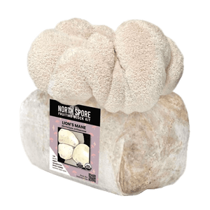 North Spore Lion's Mane fruiting block kit with a large, fluffy off-white mushroom growing from a plastic bag.