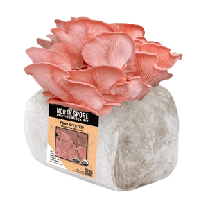 Cluster of vibrant pink oyster mushrooms sprouting from a white substrate block with a product label.
