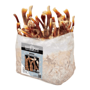 Reishi mushroom fruiting block kit with antler-shaped brown and white mushrooms growing from a clear plastic bag.