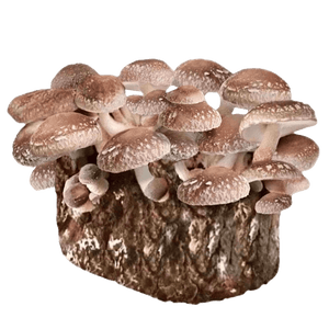 Cluster of brown shiitake mushrooms growing out of a textured log against a black background.