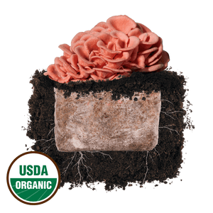 Pink oyster mushrooms growing from a substrate block in soil, with a USDA Organic seal.