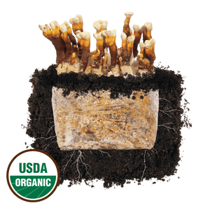 Cross section of soil showing brown and white reishi mushrooms growing from a substrate block, with a USDA organic seal.
